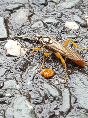 Cratichneumon w-album