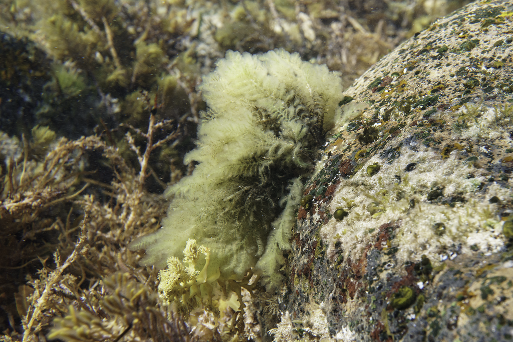 Wrangelia plumosa
