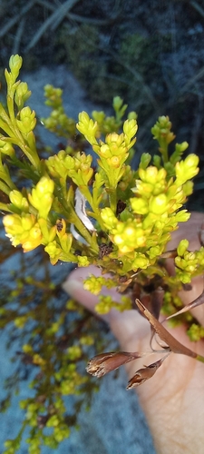 Image of Thesium ericifolium by (c) Adele SL, some rights reserved (CC BY)