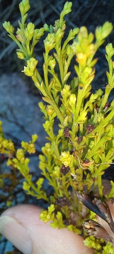 Image of Thesium ericifolium by (c) Adele SL, some rights reserved (CC BY)