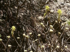 Aeonium arboreum subsp. arboreum image