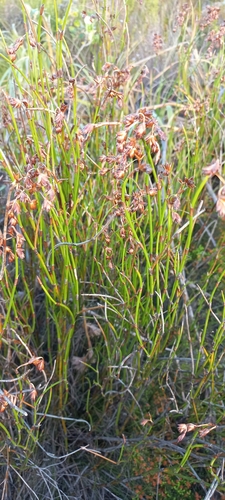 Image of Restio egregius by (c) Adele SL, some rights reserved (CC BY)