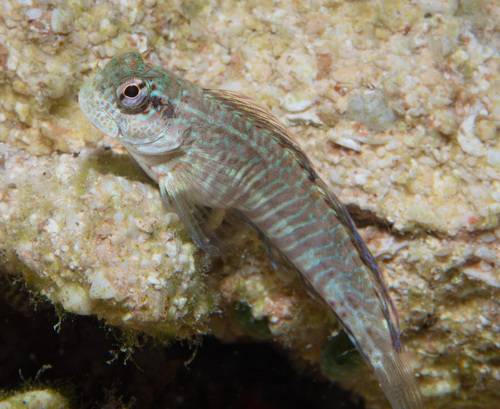 Coral blenny (Istiblennius edentulus) — Blenniidae — 5