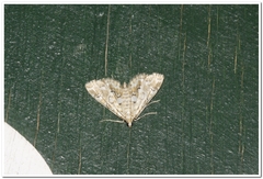 Elophila icciusalis
