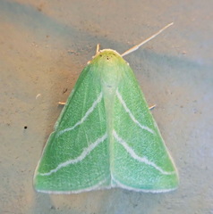 Synchlora bistriaria