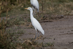 Bubulcus ibis