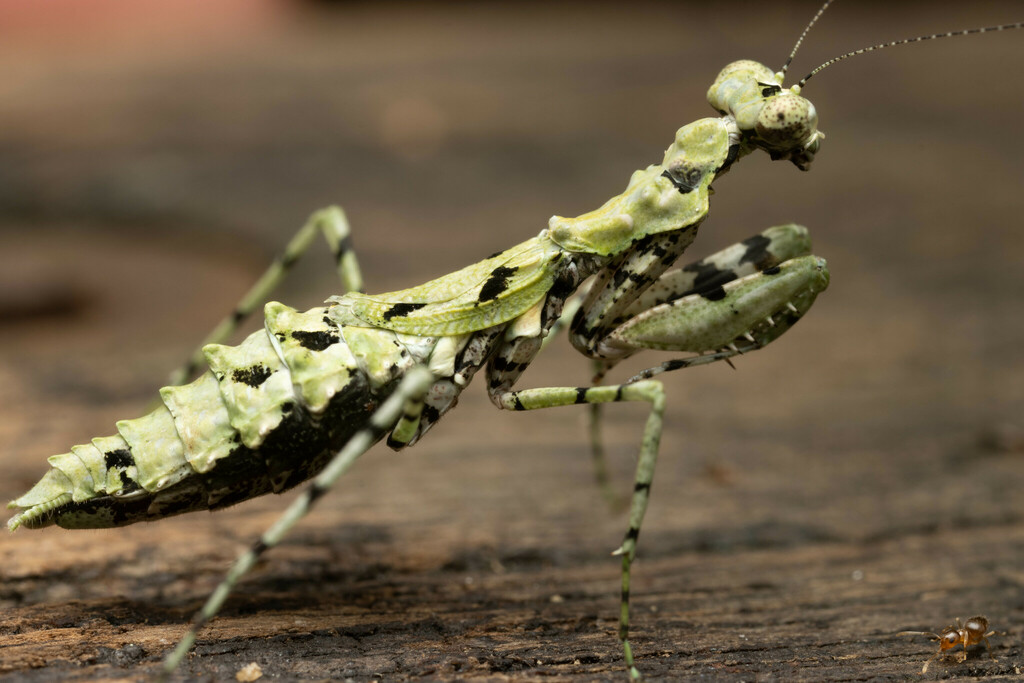 Paraparatrechina from Mount Nebo QLD 4520, Australia on May 07, 2023 at