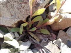 Myosotis australis