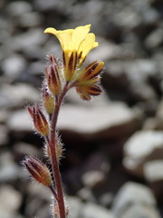 Myosotis australis