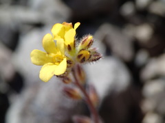 Myosotis australis