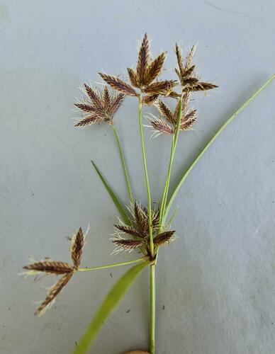 Cyperus nitidus