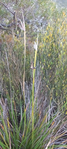Image of Sword Rushiris (Bobartia gladiata) by (c) Adele SL, some rights reserved (CC BY)