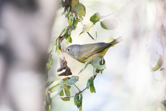 Leiothlypis ruficapilla