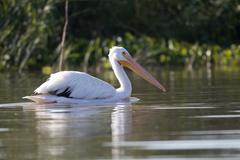 Pelecanus erythrorhynchos