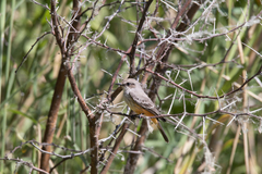 Pyrocephalus rubinus