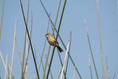Sporophila torqueola