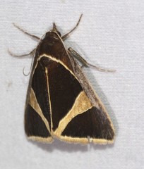 Agamana conjungens