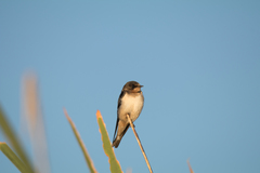 Hirundo rustica