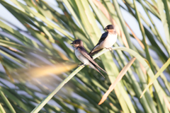 Hirundo rustica