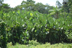 Montrichardia linifera