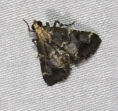 Arescoptera haplocala
