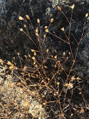 Lessingia micradenia micradenia