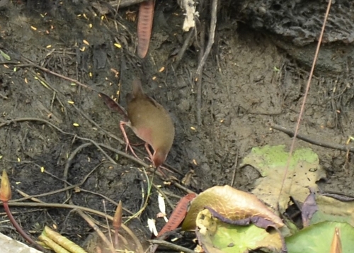 Ruddy-breasted Crake (Zapornia fusca), photo 10