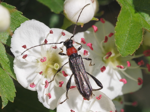 Callimoxys gracilis