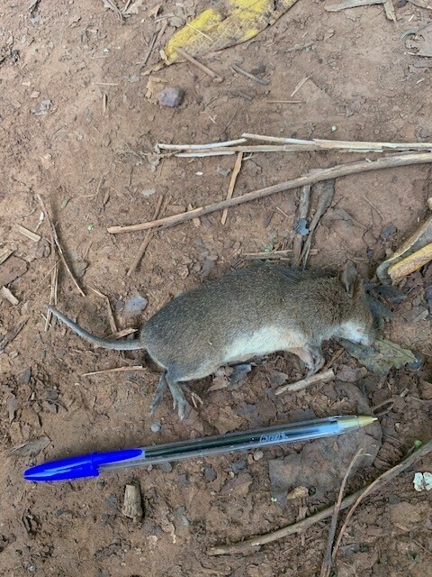 East African Pouched Mouse