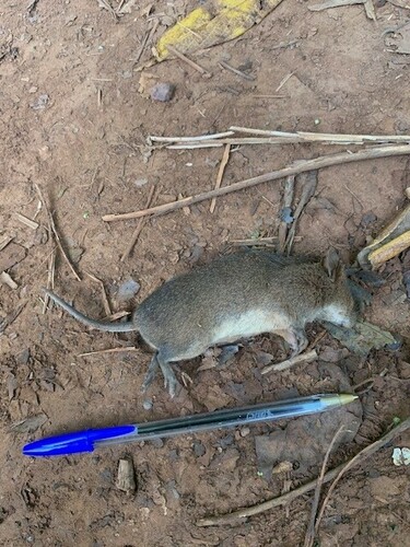 East African Pouched Mouse (Saccostomus mearnsi) — Least Concern Mammalia
