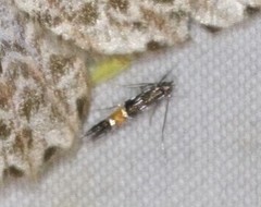 Cosmopterix macrula