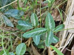 Desmodium uncinatum image