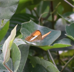 Adelpha cytherea cytherea