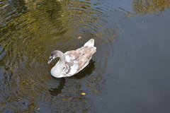 Cygnus olor