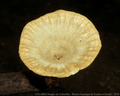 Cymatoderma caperatum