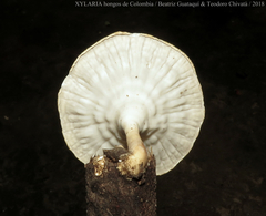 Cymatoderma caperatum