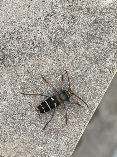 Plagionotus christophi