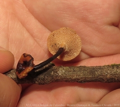 Polyporus guianensis