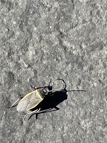 iNaturalist observation photo of California Bordered Plant Bug