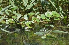Ludwigia helminthorrhiza
