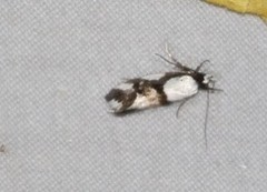 Zaphanaula hemileuca