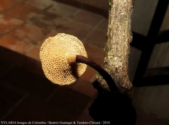 Polyporus guianensis