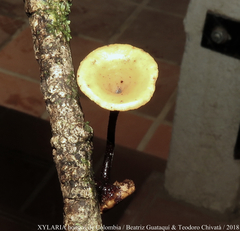 Polyporus guianensis