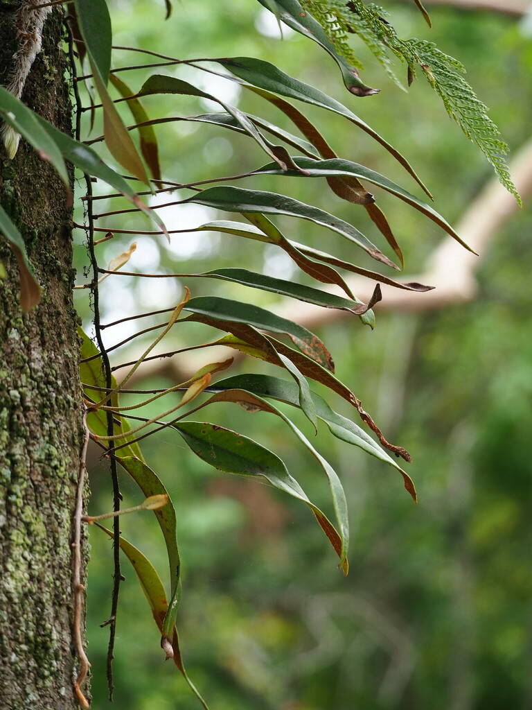 Ráng tây sơn – Pyrrosia lingua