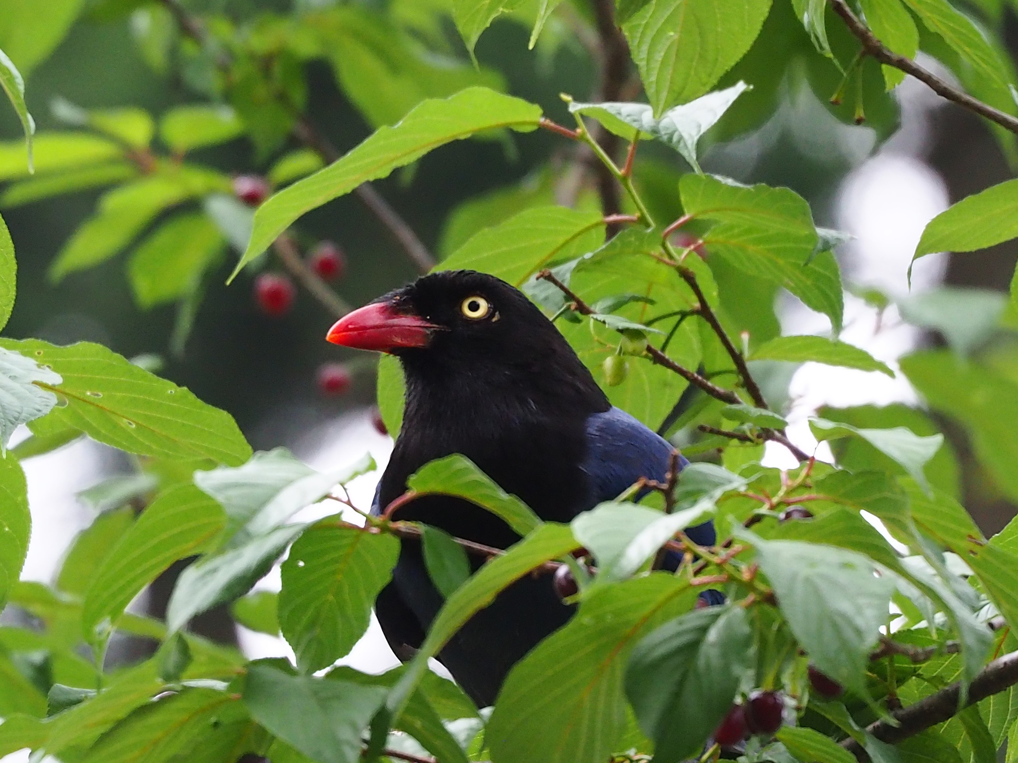 Taiwan Blue Magpie