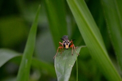 Sphex dorsalis