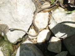 Thamnophis proximus rubrilineatus