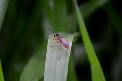 Sphex dorsalis
