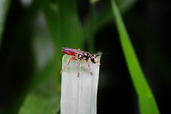 Sphex dorsalis