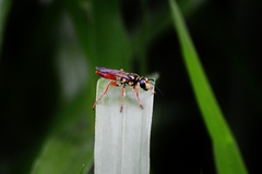 Sphex dorsalis